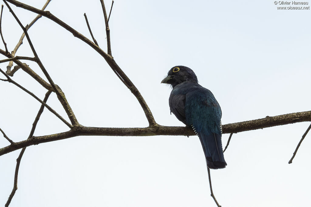 Guianan Trogon