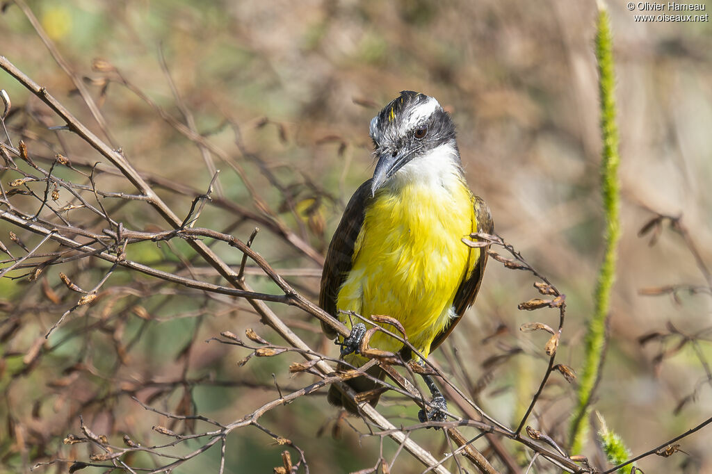 Lesser Kiskadee