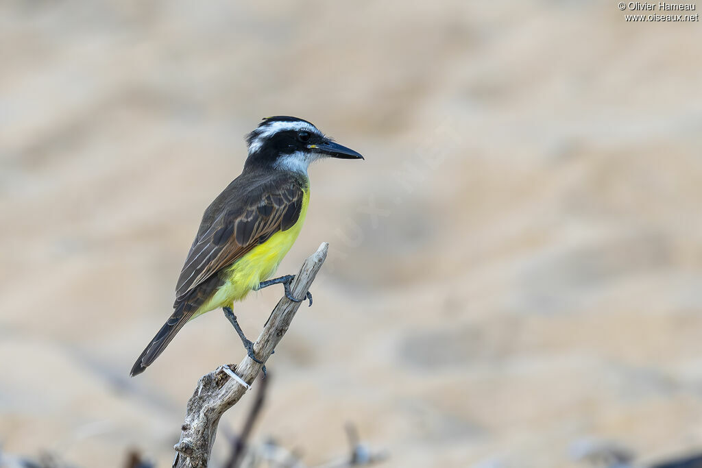 Lesser Kiskadee