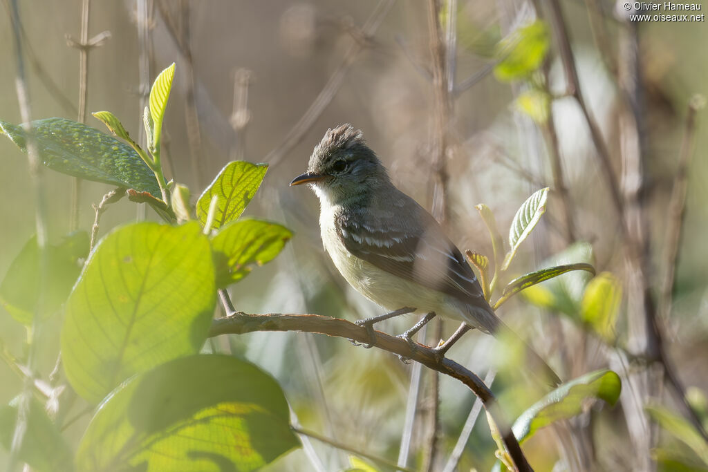 Southern Beardless Tyrannulet