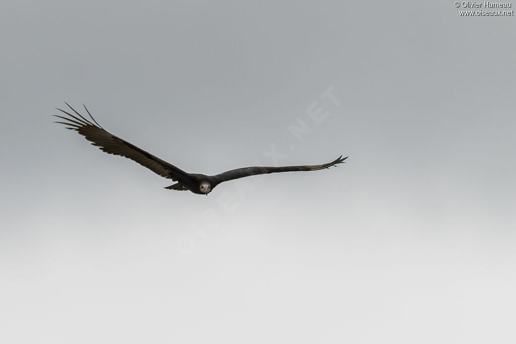 Lesser Yellow-headed Vulture