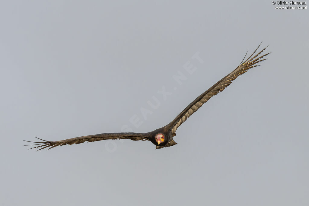 Lesser Yellow-headed Vulture