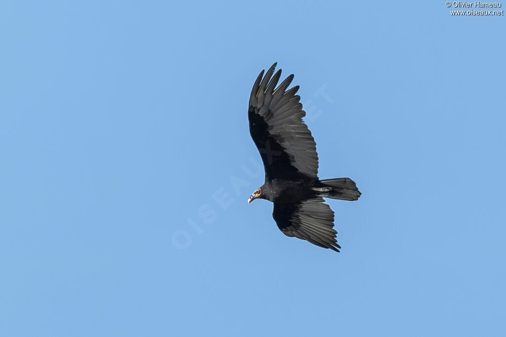 Lesser Yellow-headed Vulture