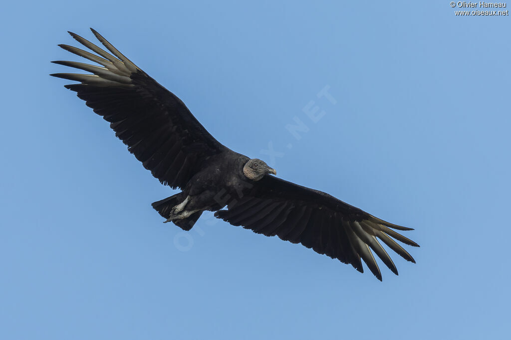 Black Vulture
