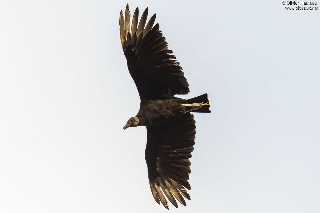 Black Vulture