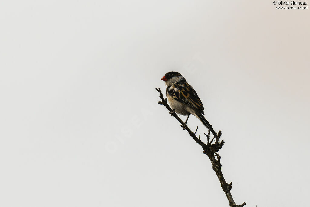 Veuve dominicaine mâle adulte transition, identification