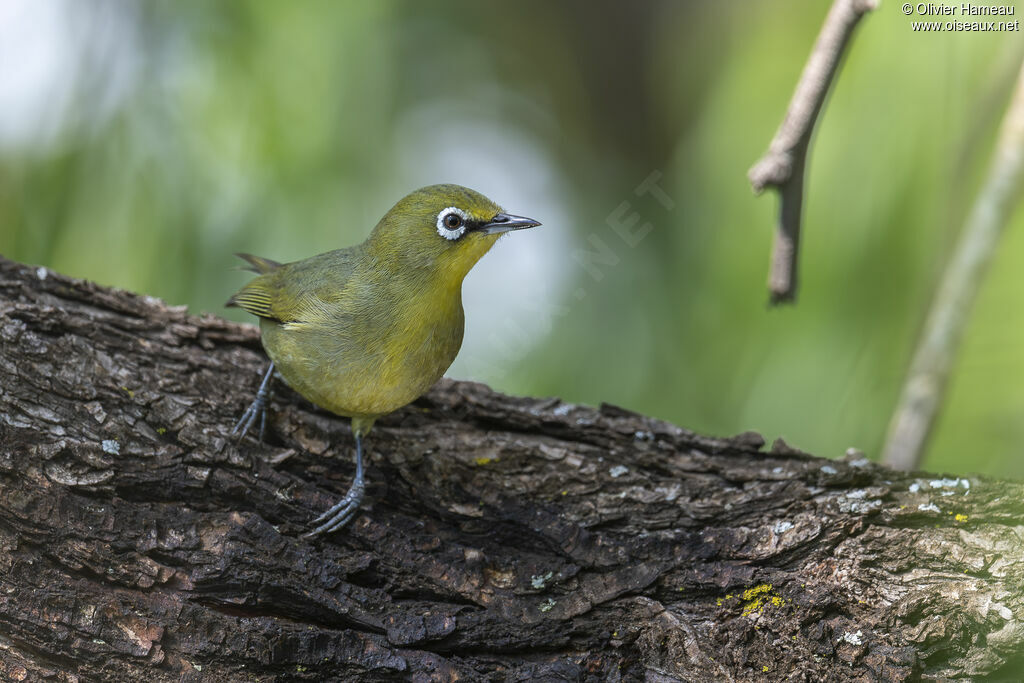 Zostérops du Capadulte, identification