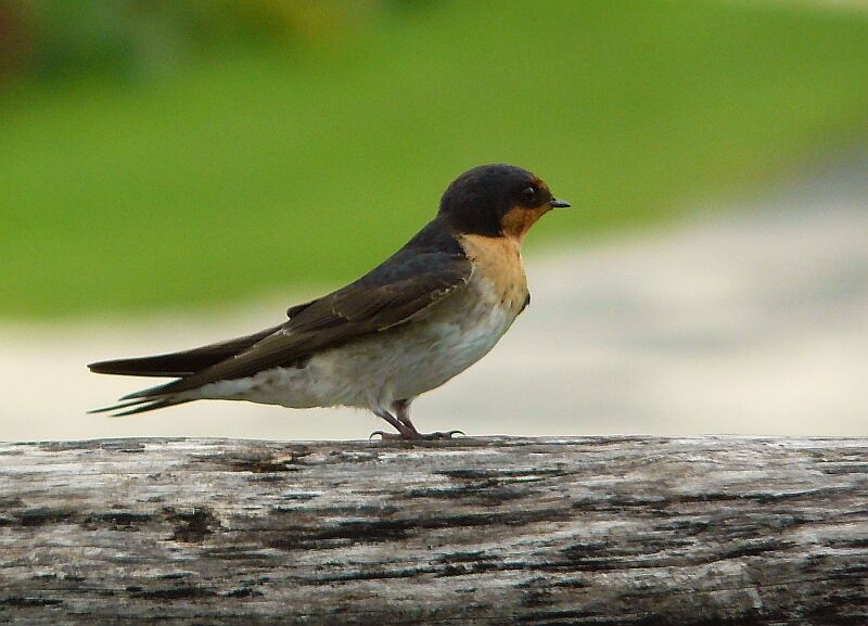 Tahiti Swallowadult, identification