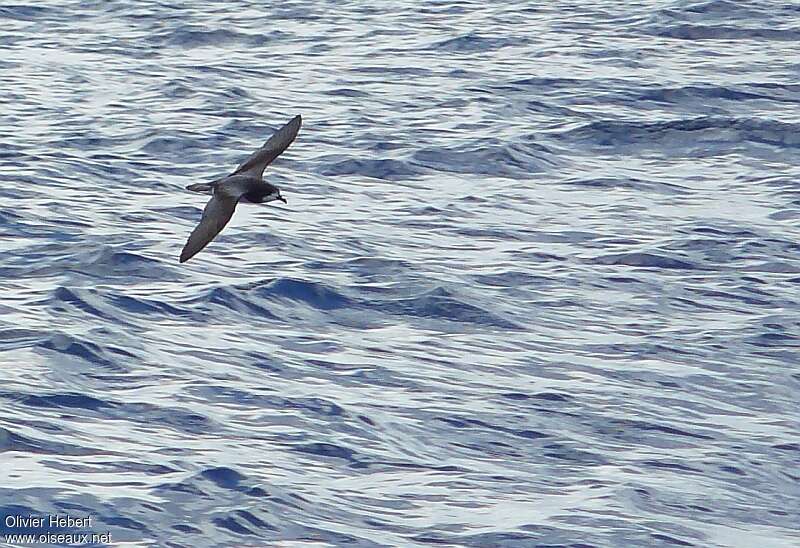 Gould's Petreladult, Flight