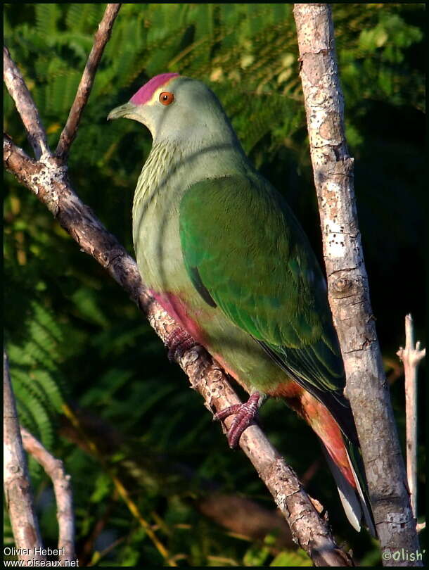 Red-bellied Fruit Doveadult, identification