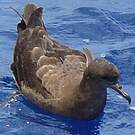 Puffin fouquet