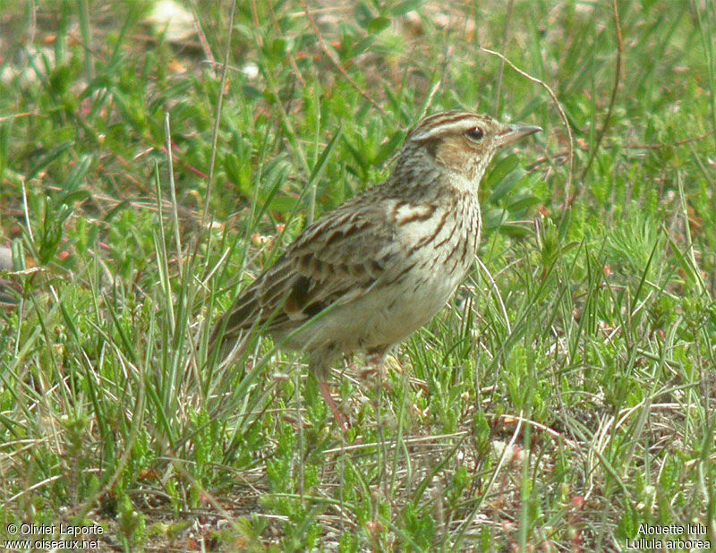Woodlark