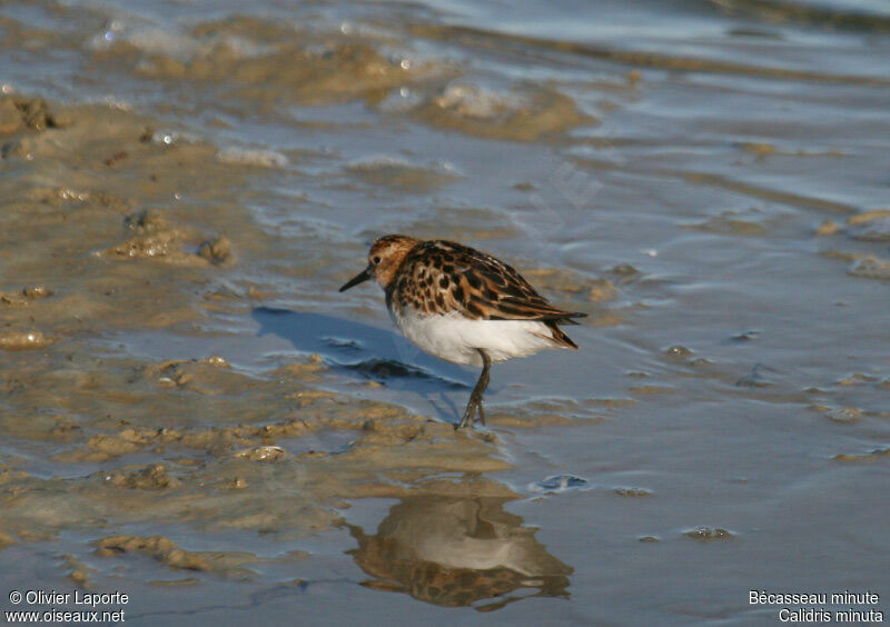 Little Stint