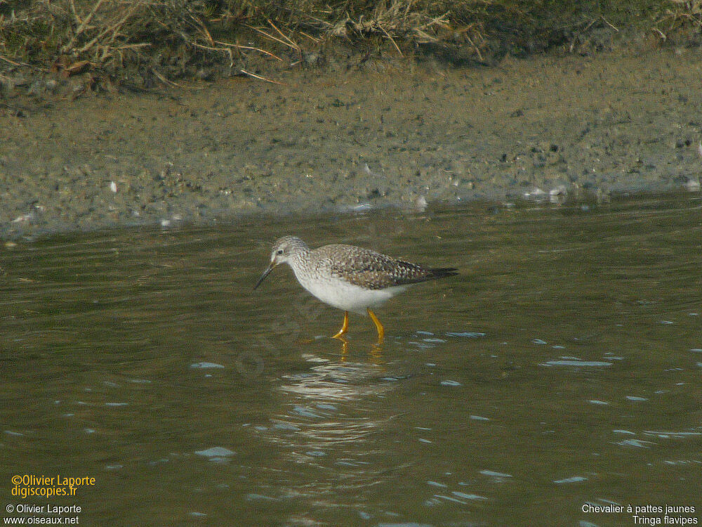 Lesser Yellowlegs