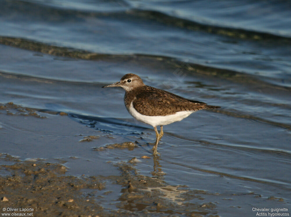 Common Sandpiper, identification