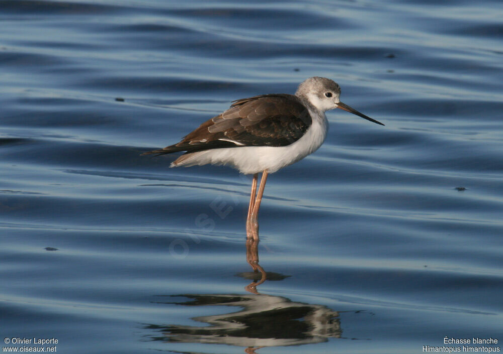 Black-winged Stiltimmature, identification