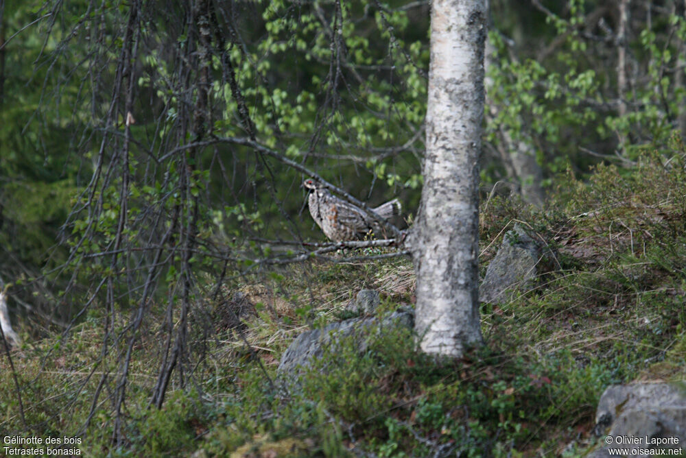 Hazel Grouse