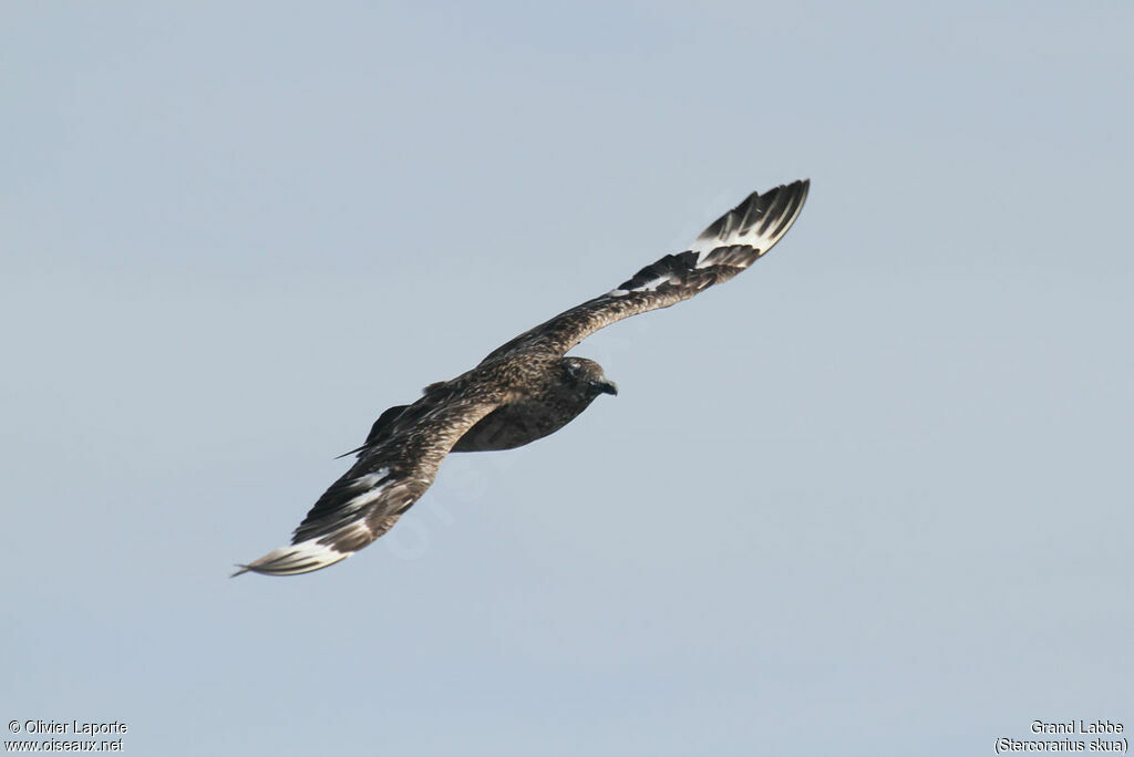 Great Skua