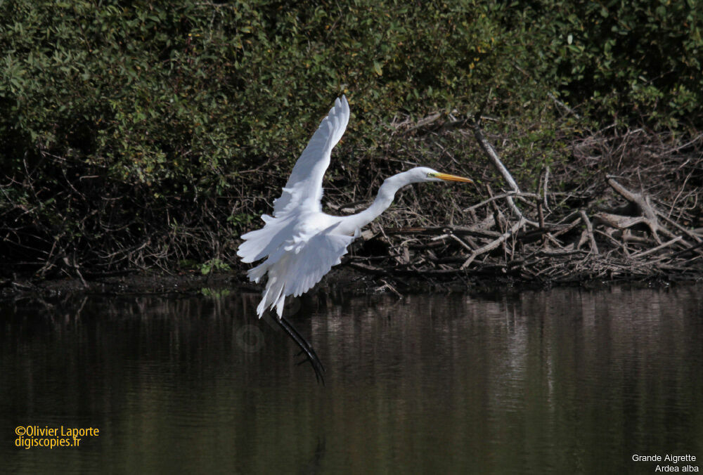 Great Egret, Flight
