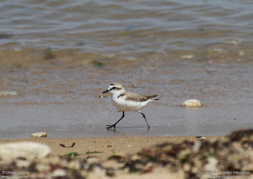 Kentish Plover