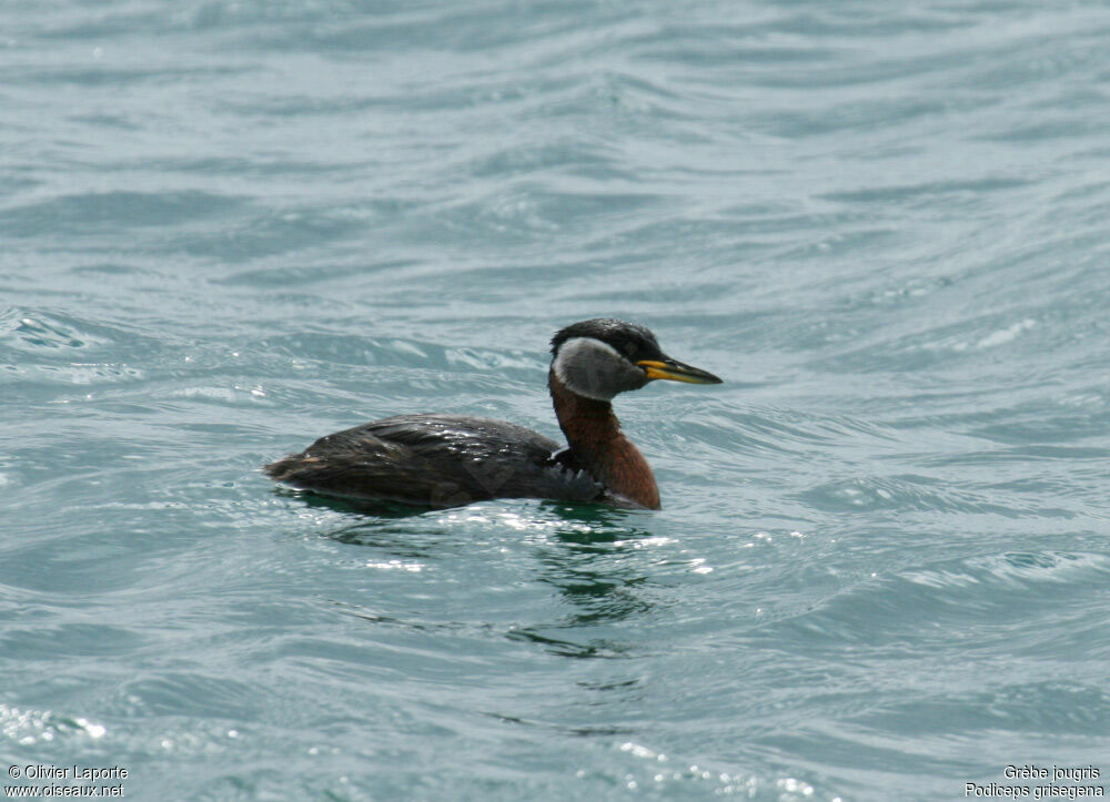 Red-necked Grebe male, identification