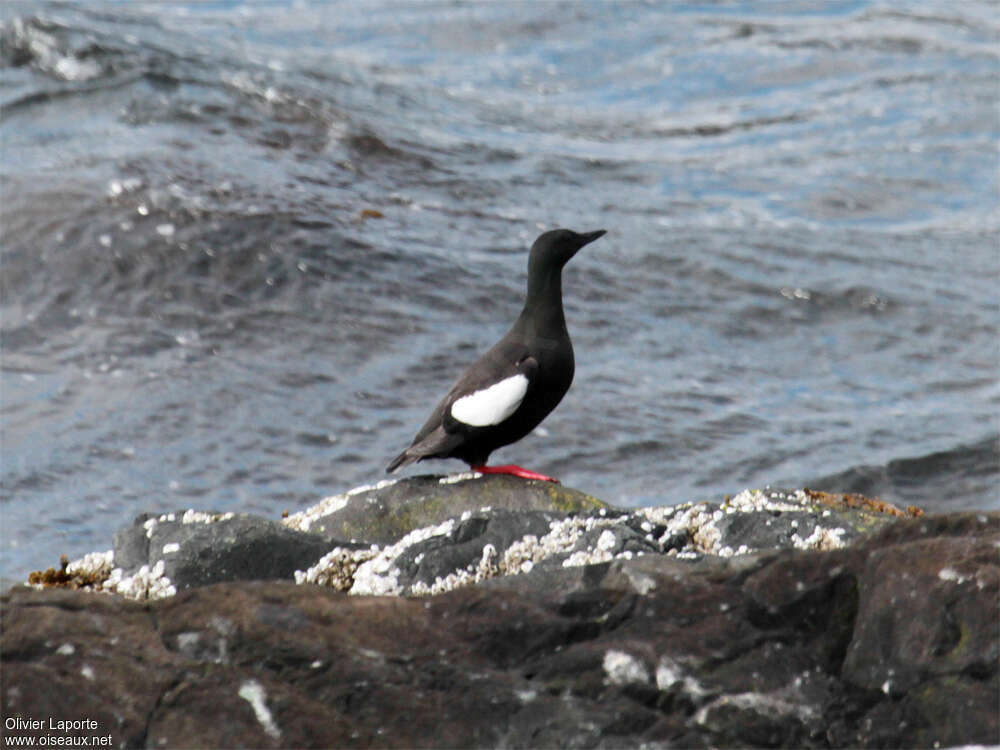 Guillemot à miroiradulte, habitat, pigmentation