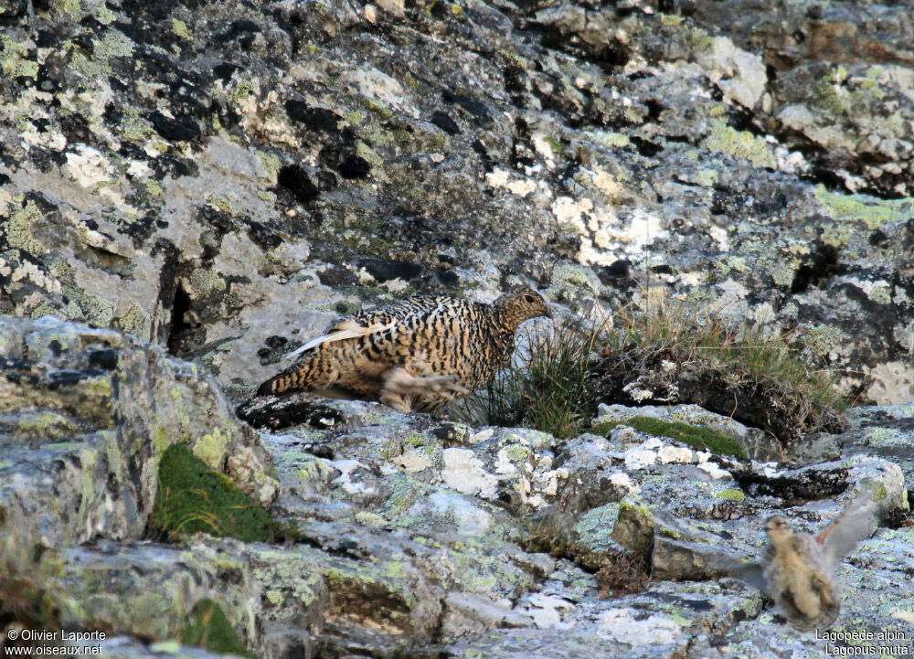 Lagopède alpin