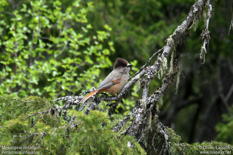 Siberian Jay, identification