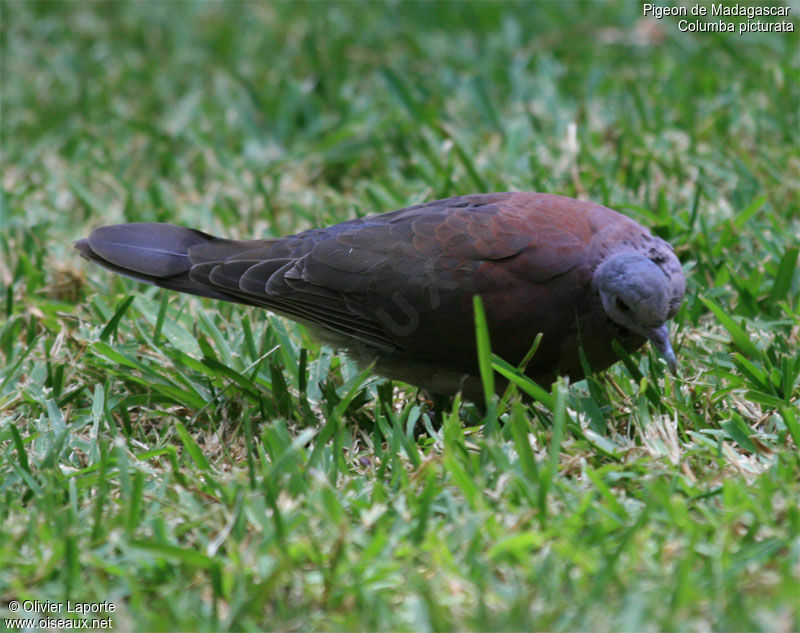 Pigeon de Madagascar