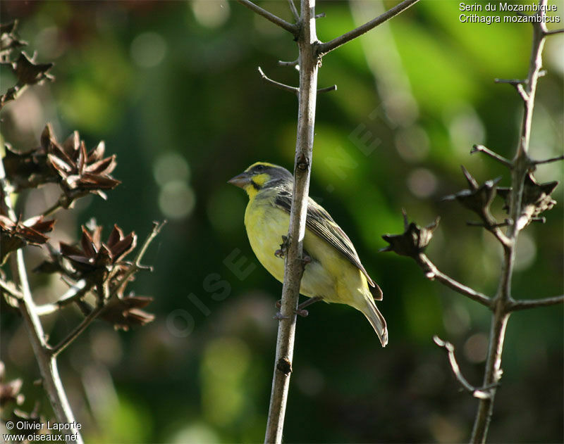 Yellow-fronted Canary