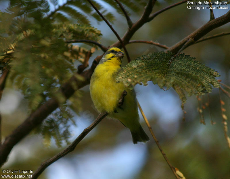 Yellow-fronted Canary