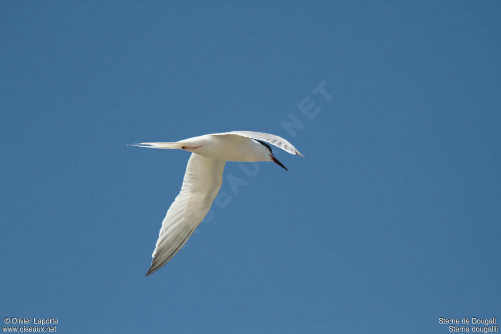 Roseate Tern