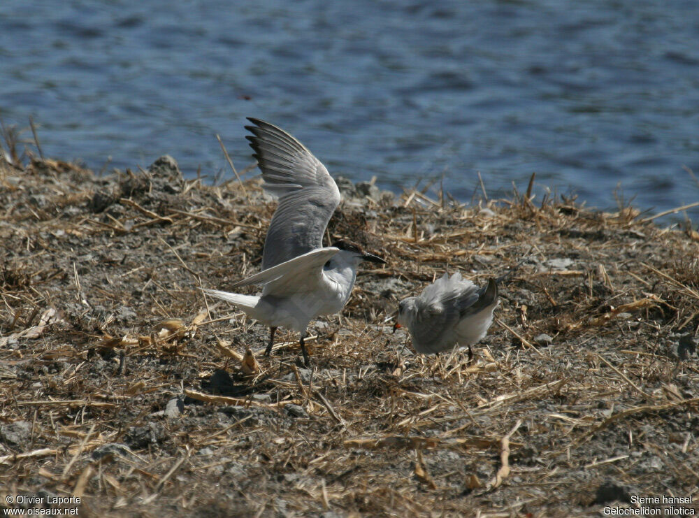 Gull-billed Tern, Behaviour