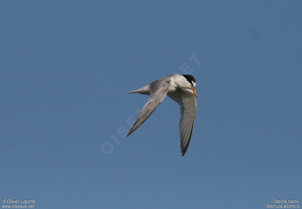 Little Ternadult, Flight