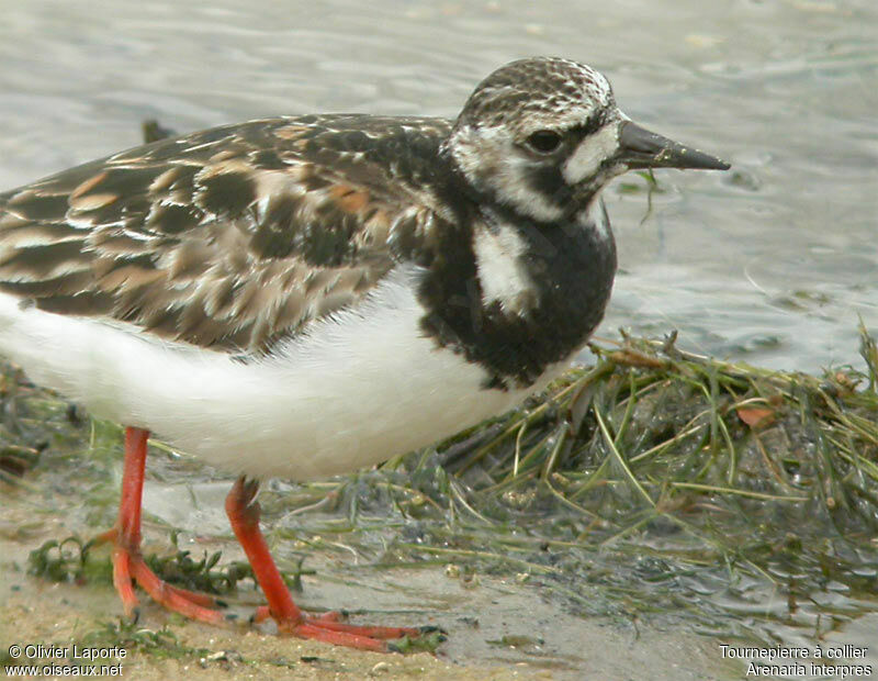 Ruddy Turnstone