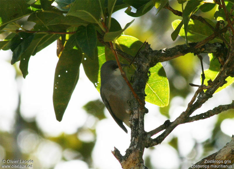 Mauritius Grey White-eye