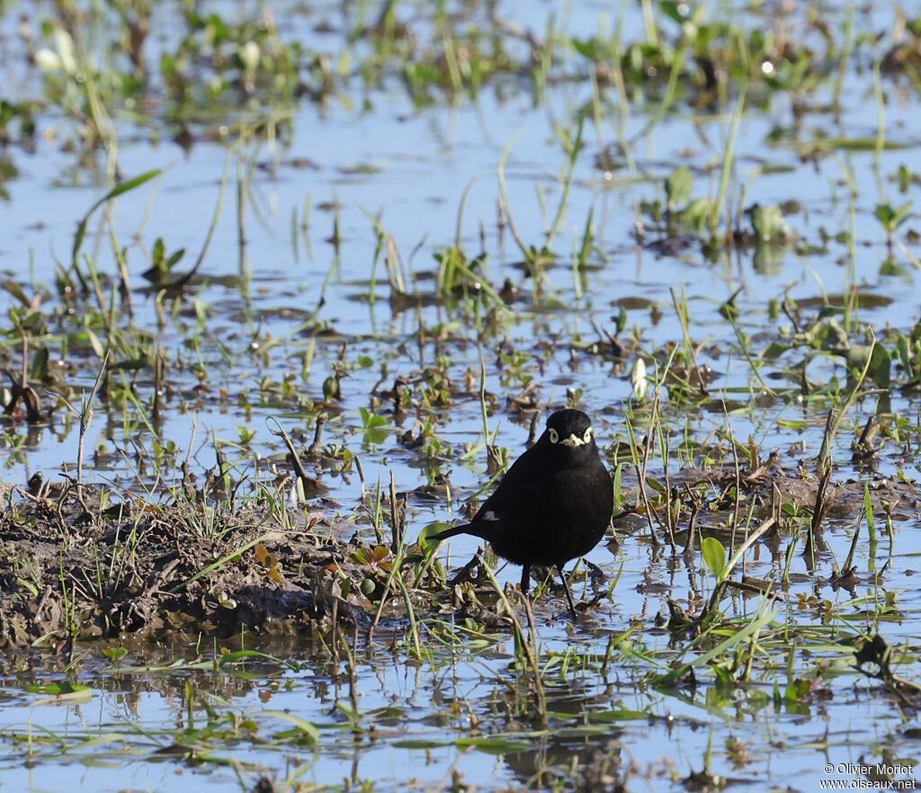 Spectacled Tyrant male