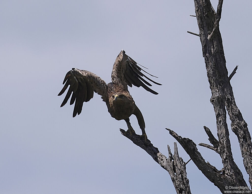 Aigle pomarin