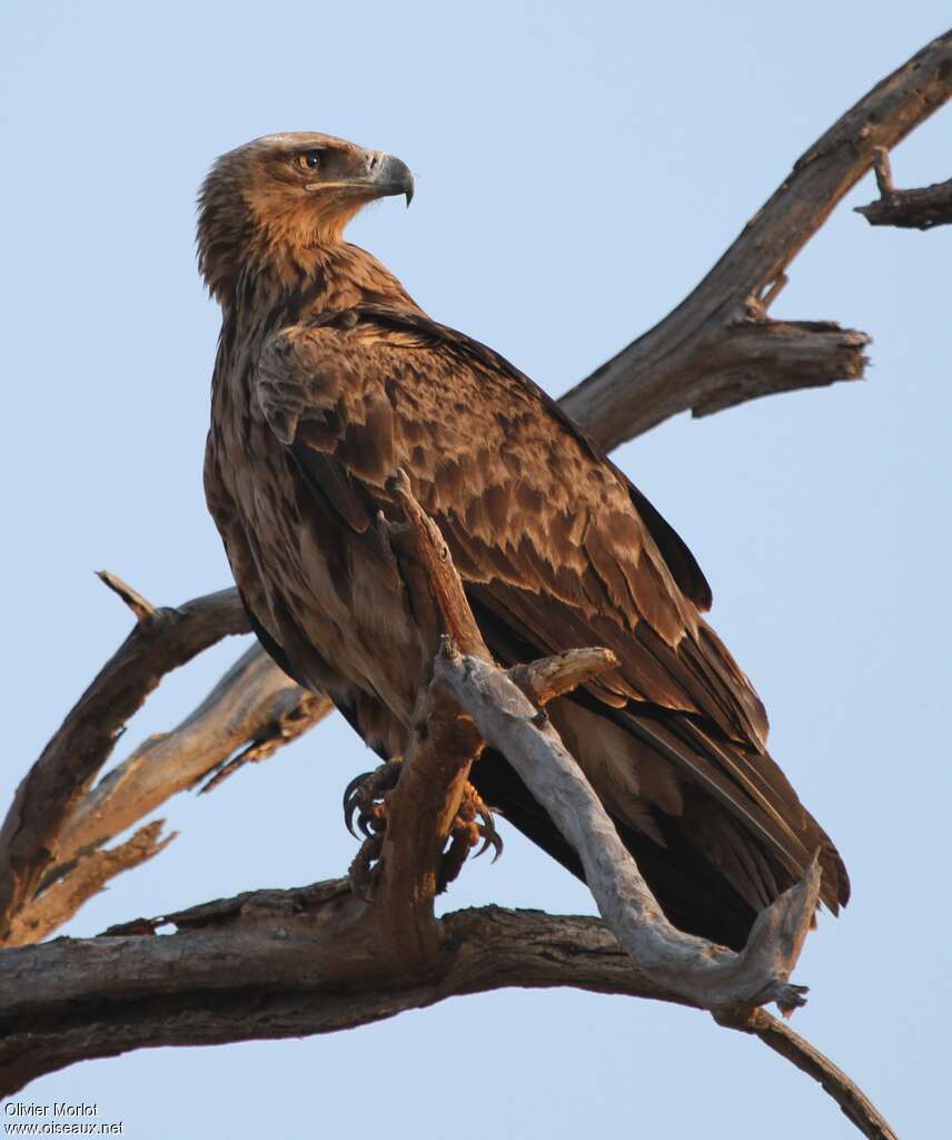 Aigle ravisseuradulte, identification