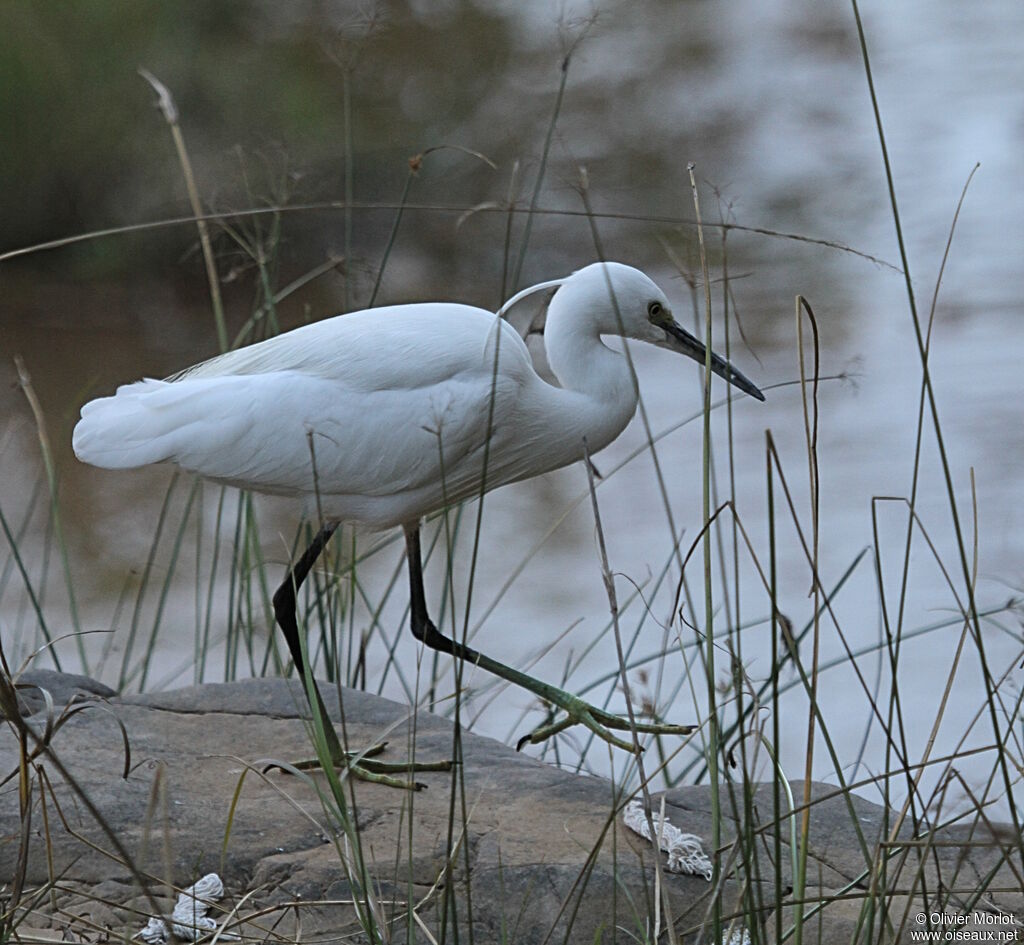 Aigrette garzette