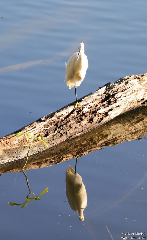 Aigrette neigeuse