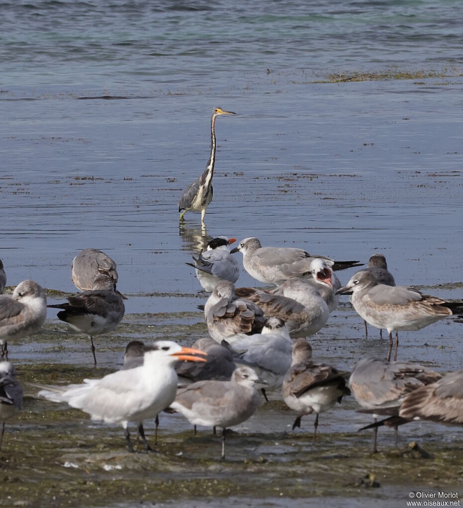 Tricolored Heron