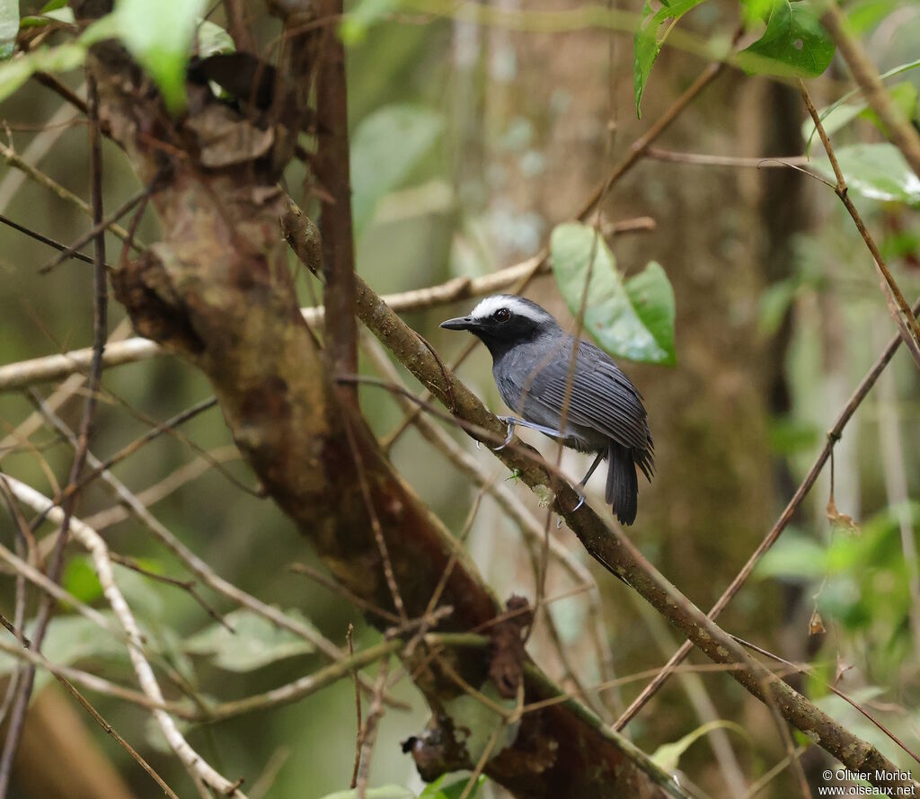 Alapi à sourcils blancs mâle