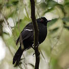 Alapi demoiselle