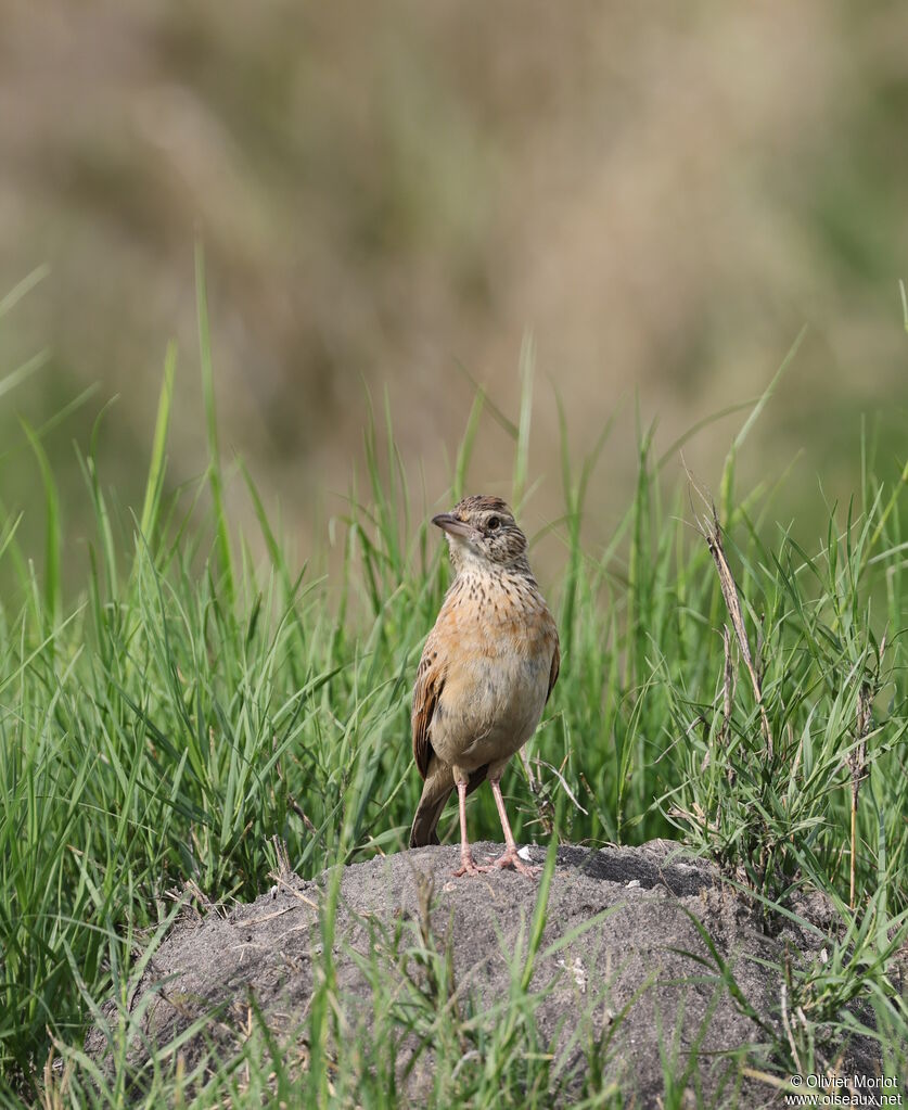 Rufous-naped Lark