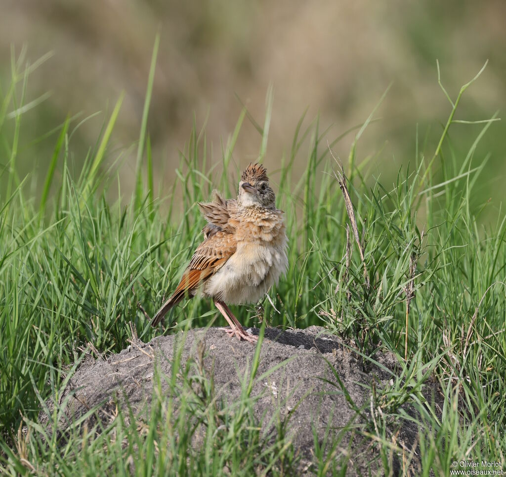 Rufous-naped Lark