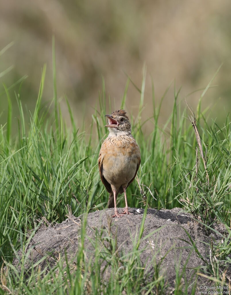 Rufous-naped Lark