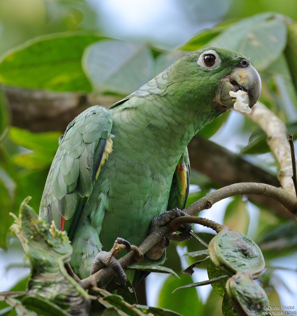 Amazone poudrée