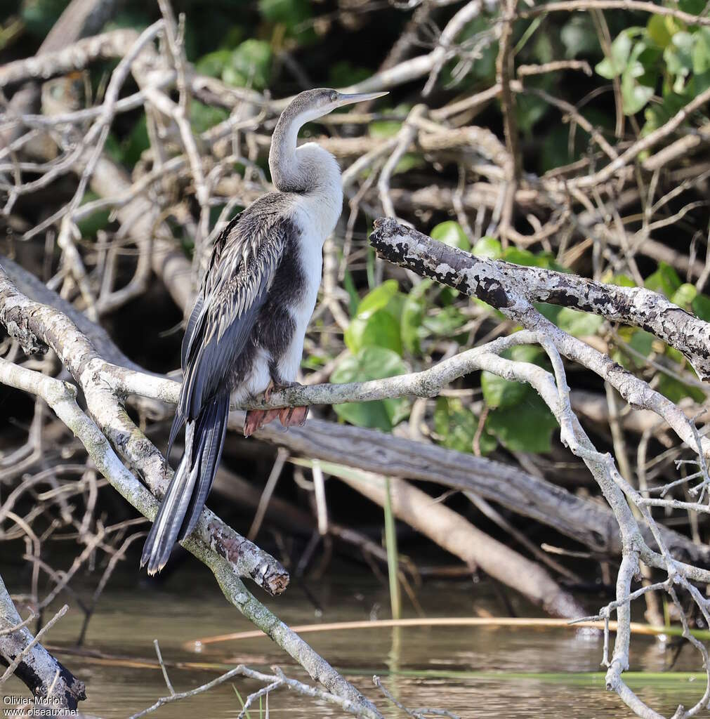 African Darterimmature, identification