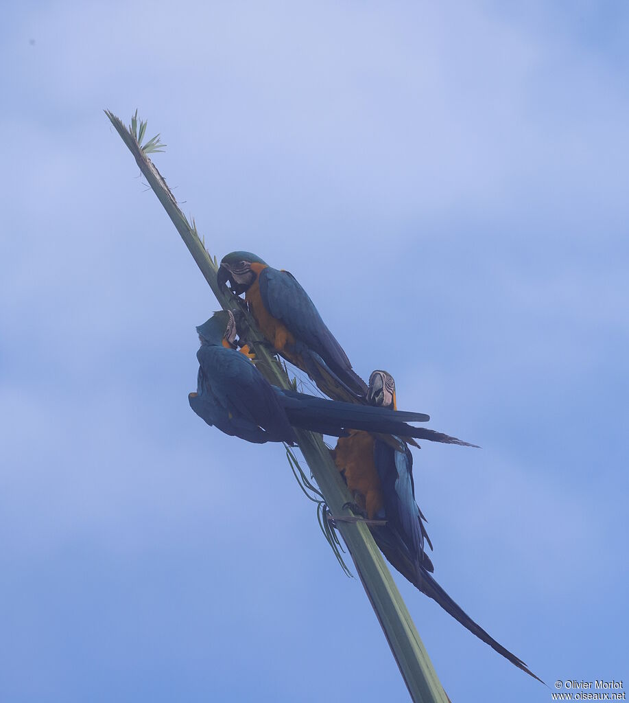 Blue-and-yellow Macaw